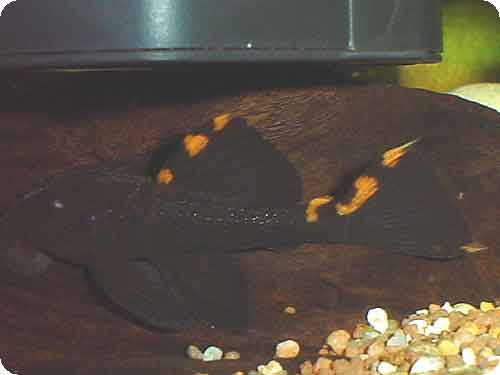 L091 Three Beacon Pleco - 56 inch